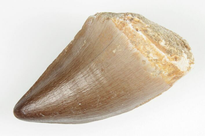 Fossil Mosasaur (Prognathodon) Tooth - Morocco #201073